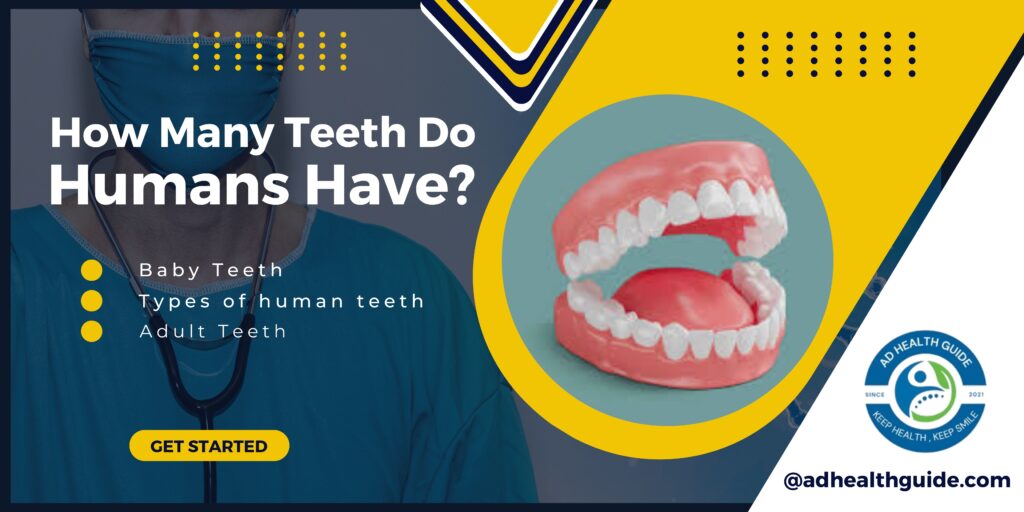 How Many Teeth Do Humans Have? A Complete Guide for Every Age